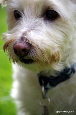 IMGP1386-dog-cute-white-portrait-headshot