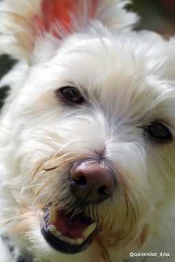 IMGP1408-dog-cute-head-side-close up